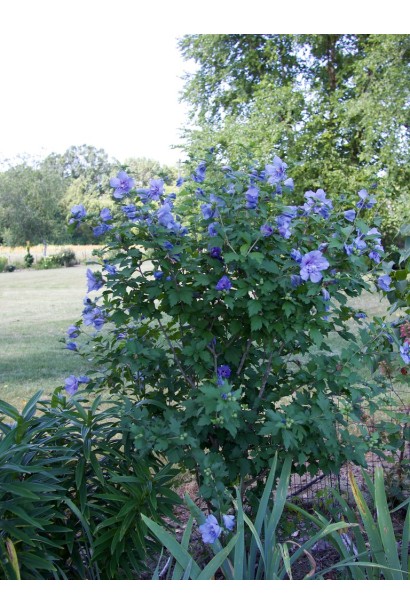 Гібіскус сирійський Блю Шифон  кущ